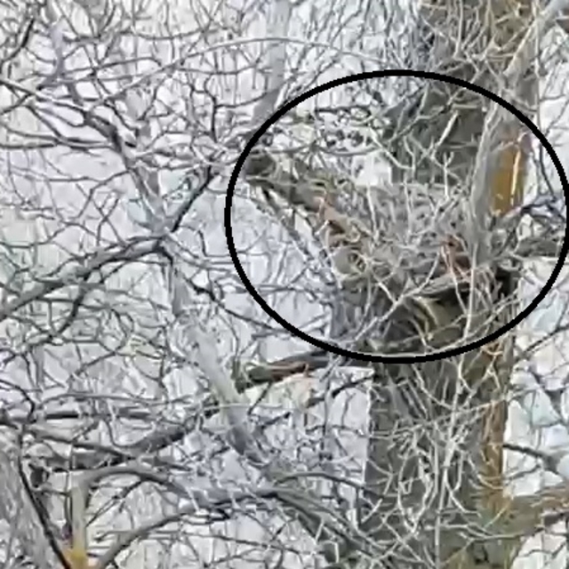 Nesli tehlike altında olan vaşak, ağaçta görüntülendi