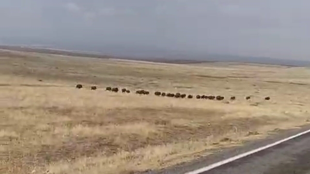 Malazgirt'te domuz sürüsü görüntülendi