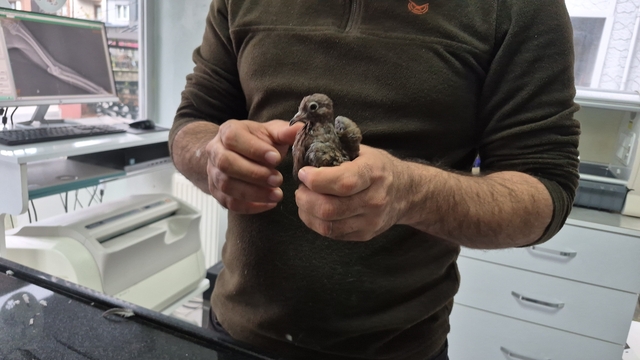 Duyarlı vatandaştan örnek davranış: Yolda bulduğu kumruya su verip veterinere teslim etti
"Muhtemelen ilk uçuş deneyimi bu yavrucağın başarısız oldu"