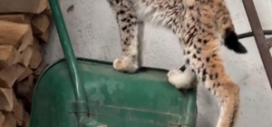 Yolunu şaşıran vaşak Torul ilçe merkezine indi