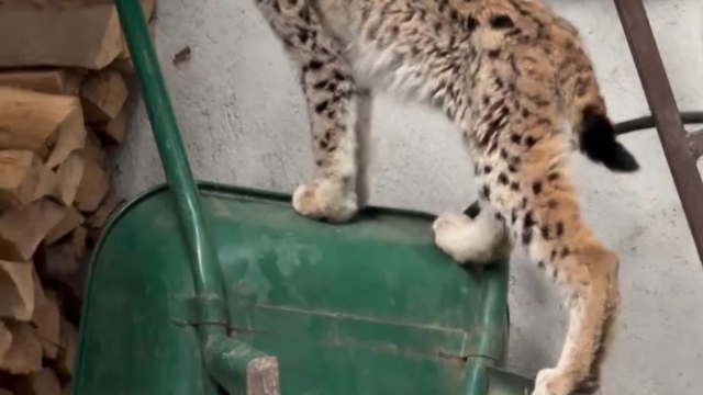 Yolunu şaşıran vaşak Torul ilçe merkezine indi