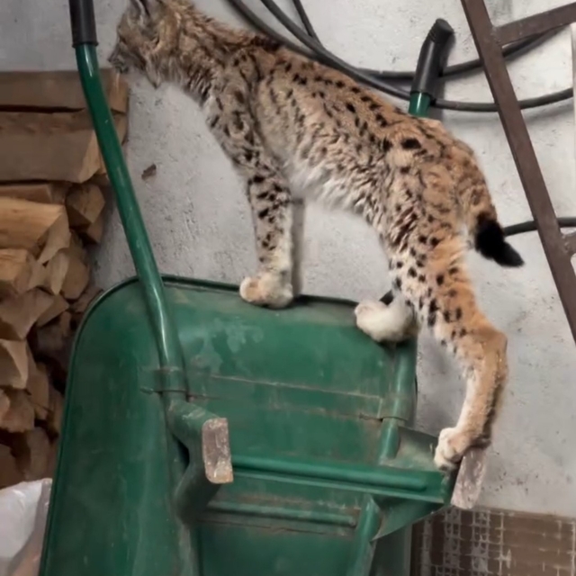 Yolunu şaşıran vaşak Torul ilçe merkezine indi