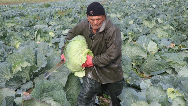 Turşuların başrol oyuncusu lahananın hasadına devam ediliyor