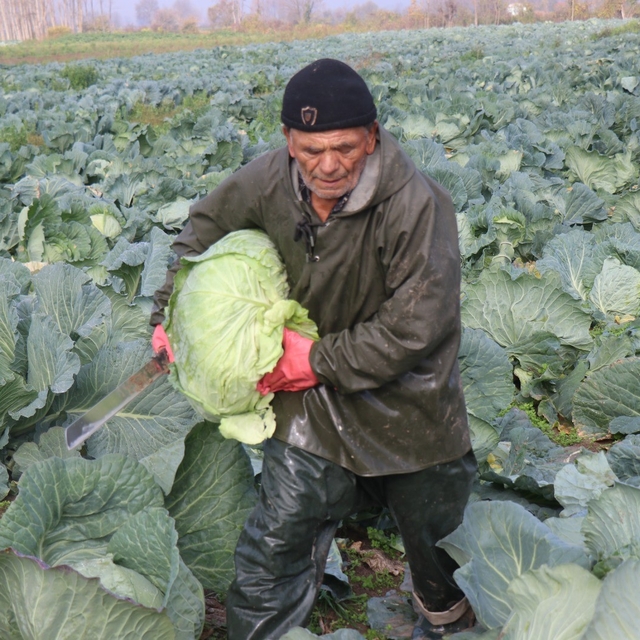 Turşuların başrol oyuncusu lahananın hasadına devam ediliyor