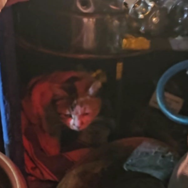 Sokak kedisine üşümesin diye kestane kazanının yanında bakıyor