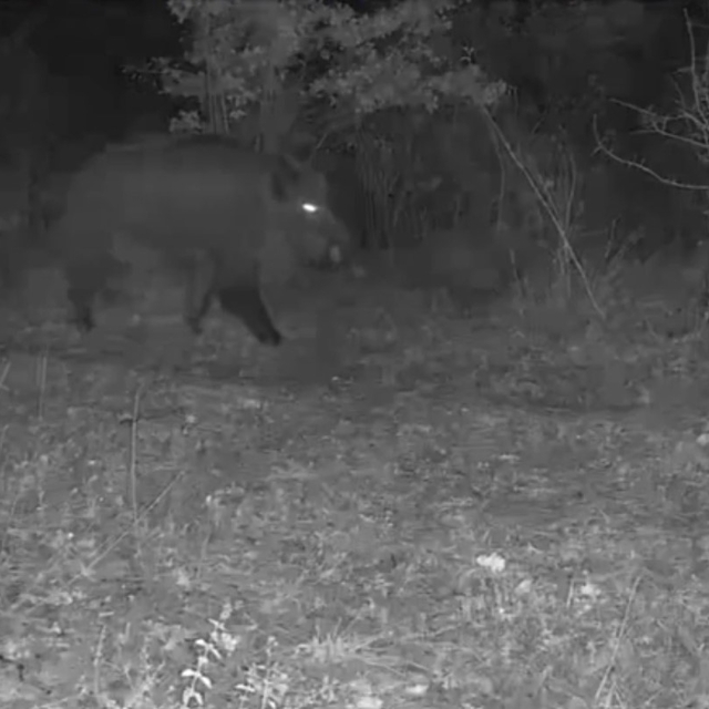 Karabük'te yaban hayatı fotokapana yansıdı