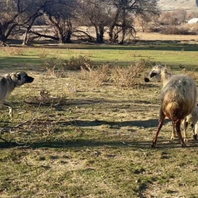 Anne koyun kuzusunu korumak için köpeğe karşı siper oldu