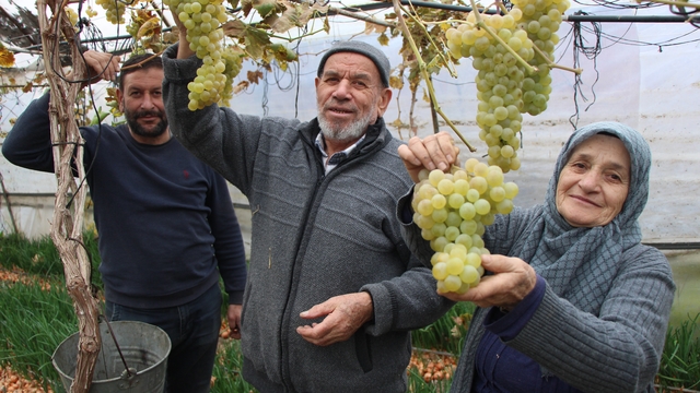 Amasyalı Feruziye nine serada kışın üzüm yetiştirip satıyor