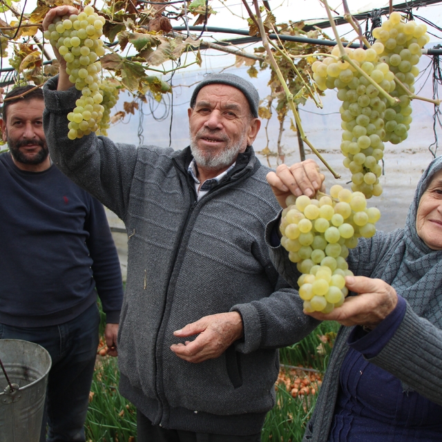 Amasyalı Feruziye nine serada kışın üzüm yetiştirip satıyor
