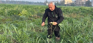 Ata tohumundan ilaç kullanılmadan üretiliyor, Kent Lokantası'ndaki yemeklerde kullanılıyor