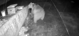 Trabzonlunun anons sistemi ayıyı korkup kaçırttı
Yayla evine yaklaşan ayı "Dikkat gözetim altındasınız" sesli anonsu sonrası kaçtı, o anlar kameraya saniye saniye yansıdı