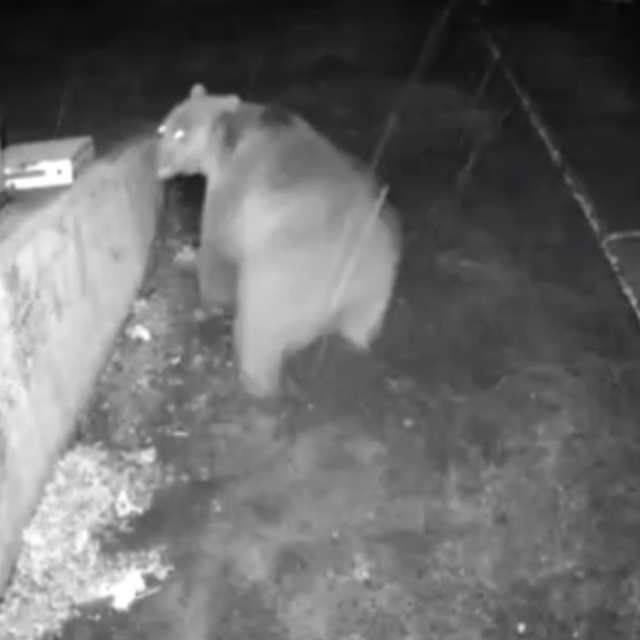 Trabzonlunun anons sistemi ayıyı korkup kaçırttı
Yayla evine yaklaşan ayı "...