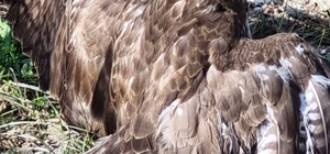 Yaralı şahin tedaviye alındı