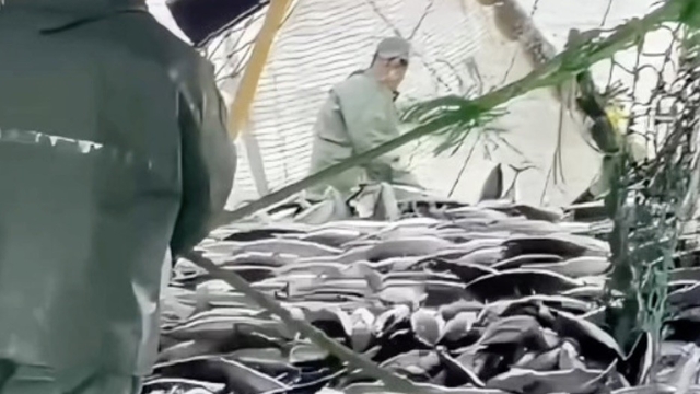 Çanakkaleli balıkçılar sezondan memnun
Çanakkale Boğazı'nda istavrit akımı için geri sayım başladı