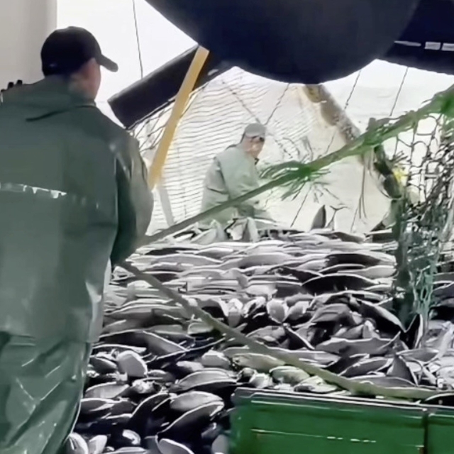 Çanakkaleli balıkçılar sezondan memnun
Çanakkale Boğazı'nda istavrit akımı...