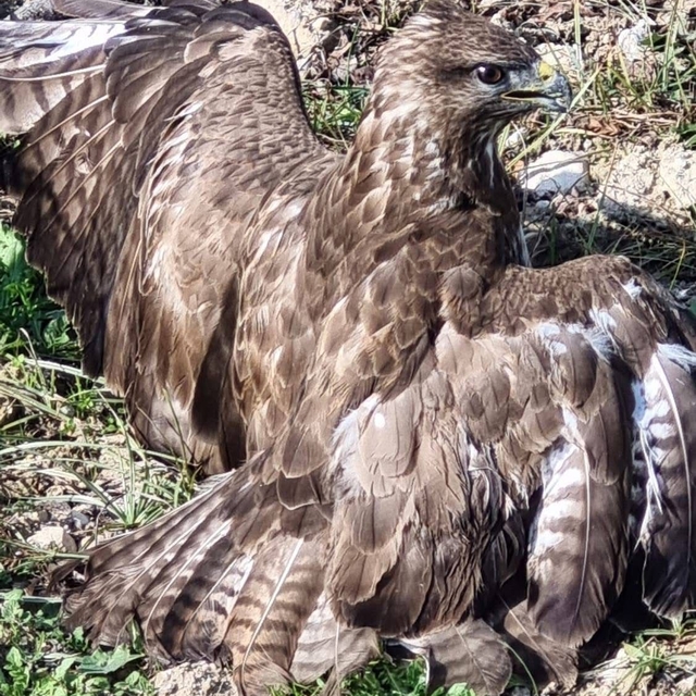 Yaralı şahin tedaviye alındı