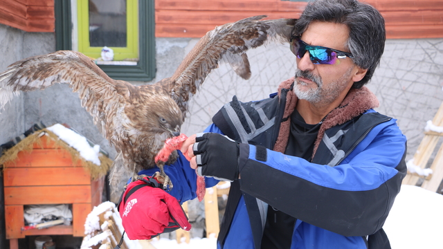 Tedavi edip doğaya bıraktığı kızıl şahin, aylar sonra geri döndü