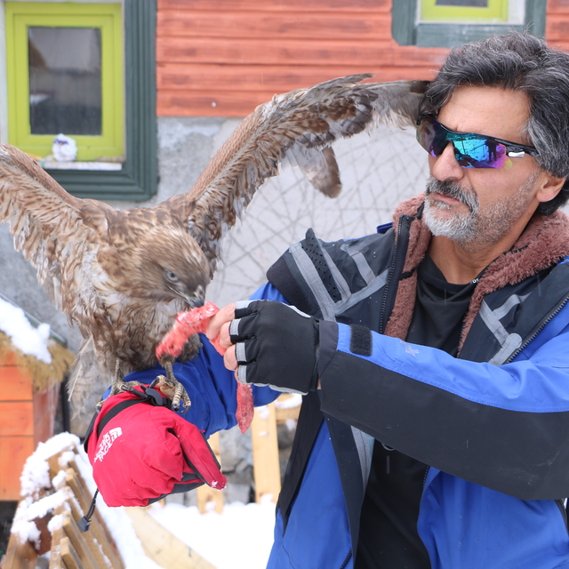 Tedavi edip doğaya bıraktığı kızıl şahin, aylar sonra geri döndü