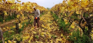 Kartpostallık görüntüler eşliğinde Sarıgöl’de budama çalışmaları sürüyor