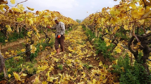 Kartpostallık görüntüler eşliğinde Sarıgöl'de budama çalışmaları sürüyor
