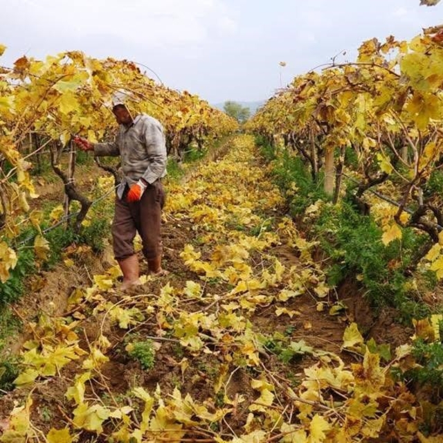 Kartpostallık görüntüler eşliğinde Sarıgöl'de budama çalışmaları sürüyor