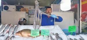 Denize kıyısı olmayan Kahramanmaraş'ta balığa yoğun ilgi
Günde yaklaşık 3 ton civarında hamsi tüketiliyor