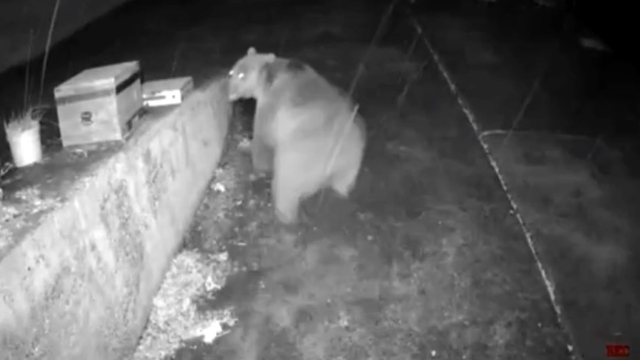 Trabzonlunun anons sistemi ayıyı korkup kaçırttı
Yayla evine yaklaşan ayı "Dikkat gözetim altındasınız" sesli anonsu sonrası kaçtı, o anlar kameraya saniye saniye yansıdı