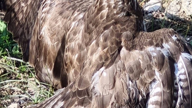 Yaralı şahin tedaviye alındı