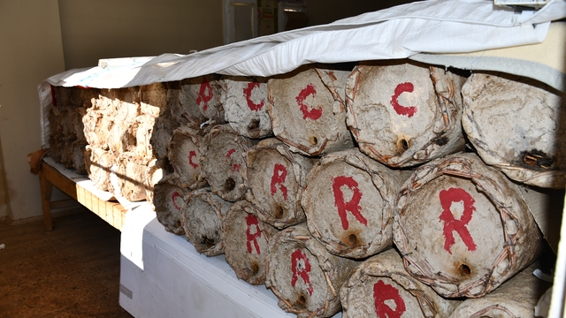 Misafir odasını bal arılarına ayırdı
Şırnak'ta bir üretici bal arılarını yaban hayvanlardan odasında misafir ederek koruyor