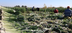 Kozan'da pırasa hasadı başladı: 20-22 TL'den alıcı buluyor