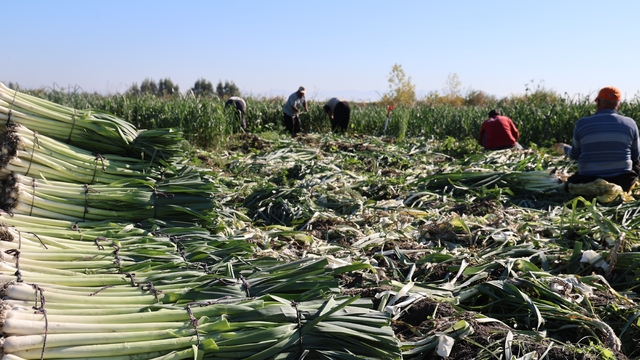 Kozan'da pırasa hasadı başladı: 20-22 TL'den alıcı buluyor