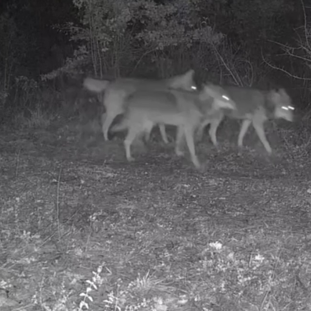 Ovacık'taki yaban hayatı kamerada