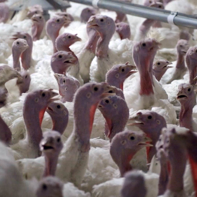 Yılbaşı hindisi 800 ile 1000 lira