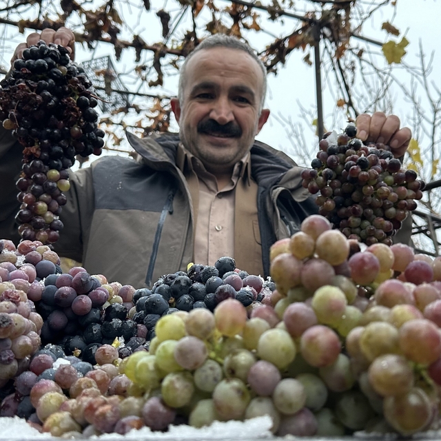 Kara kışa meydan okuyan lezzet: Kışlık üzüm dalından koparıldı
