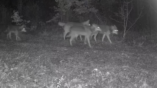 Ovacık'taki yaban hayatı kamerada
