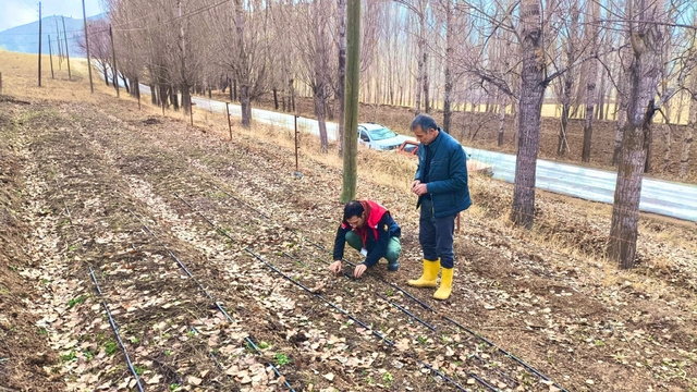 Bayburt'ta salep üretim alanları yerinde incelendi
