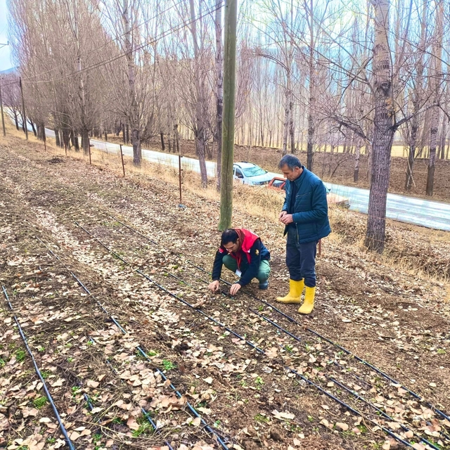 Bayburt'ta salep üretim alanları yerinde incelendi