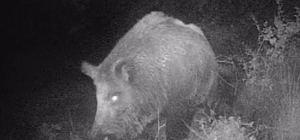 Kahramanmaraşlı doğa tutkunu genç fotokapanla yaban hayatını görüntülüyor