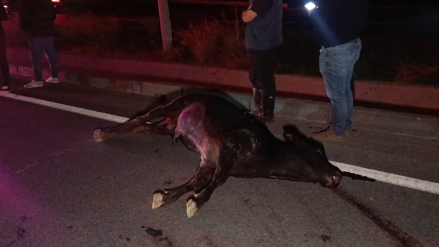 Ağıldan kaçan inek, araçların çarpması sonucu telef oldu