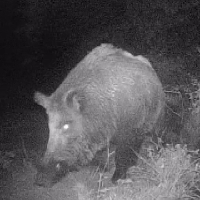 Kahramanmaraşlı doğa tutkunu genç fotokapanla yaban hayatını görüntülüyor