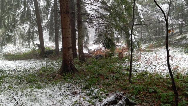 Sakarya'nın yüksek kesimleri beyaz örtüyle kaplandı