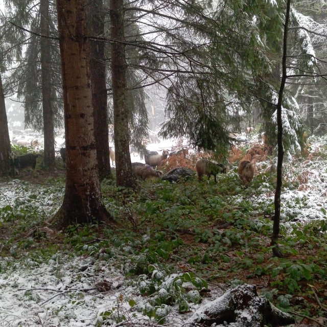 Sakarya'nın yüksek kesimleri beyaz örtüyle kaplandı