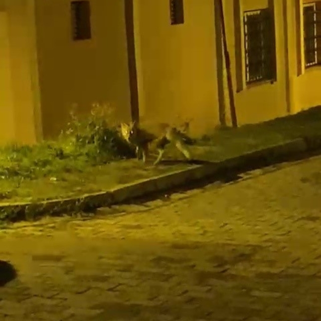 Tilkinin panik anları kameraya takıldı
Tiki aradığı yiyeceği bulamayınca te...