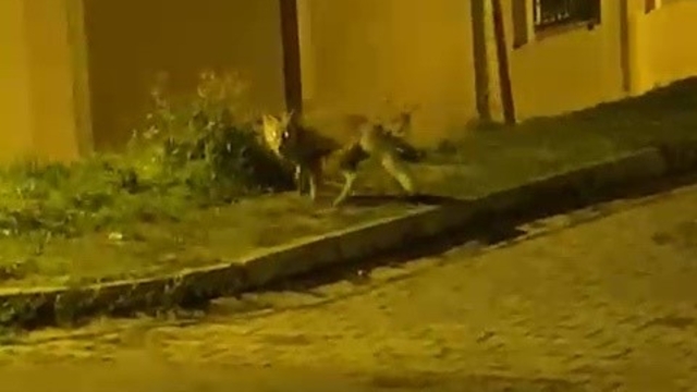 Tilkinin panik anları kameraya takıldı
Tiki aradığı yiyeceği bulamayınca tek sıçrayışta gözlerden kayboldu