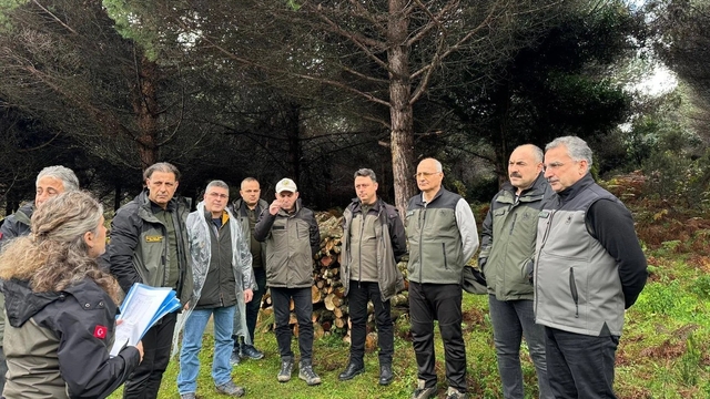 Sinop'ta ormancılık faaliyetleri