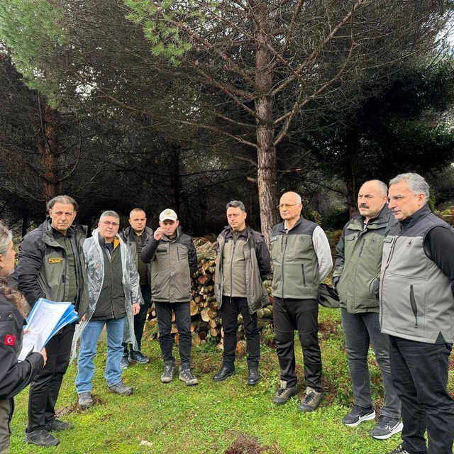 Sinop'ta ormancılık faaliyetleri