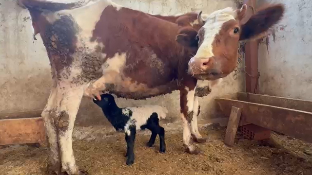 Tokat'ta annesi ölen kuzuyu inek emzirmeye başladı