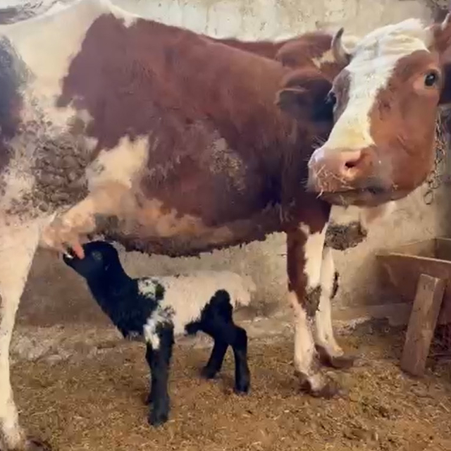 Tokat'ta annesi ölen kuzuyu inek emzirmeye başladı