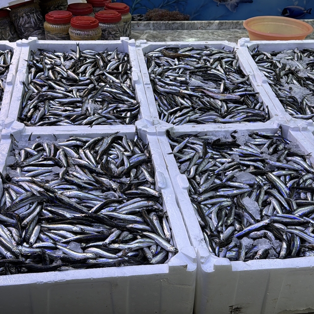 Rize'de hamsinin kilogramı 100 liradan satılıyor