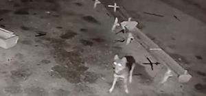 Ağıla giren kurt, 2 koyunu telef etti